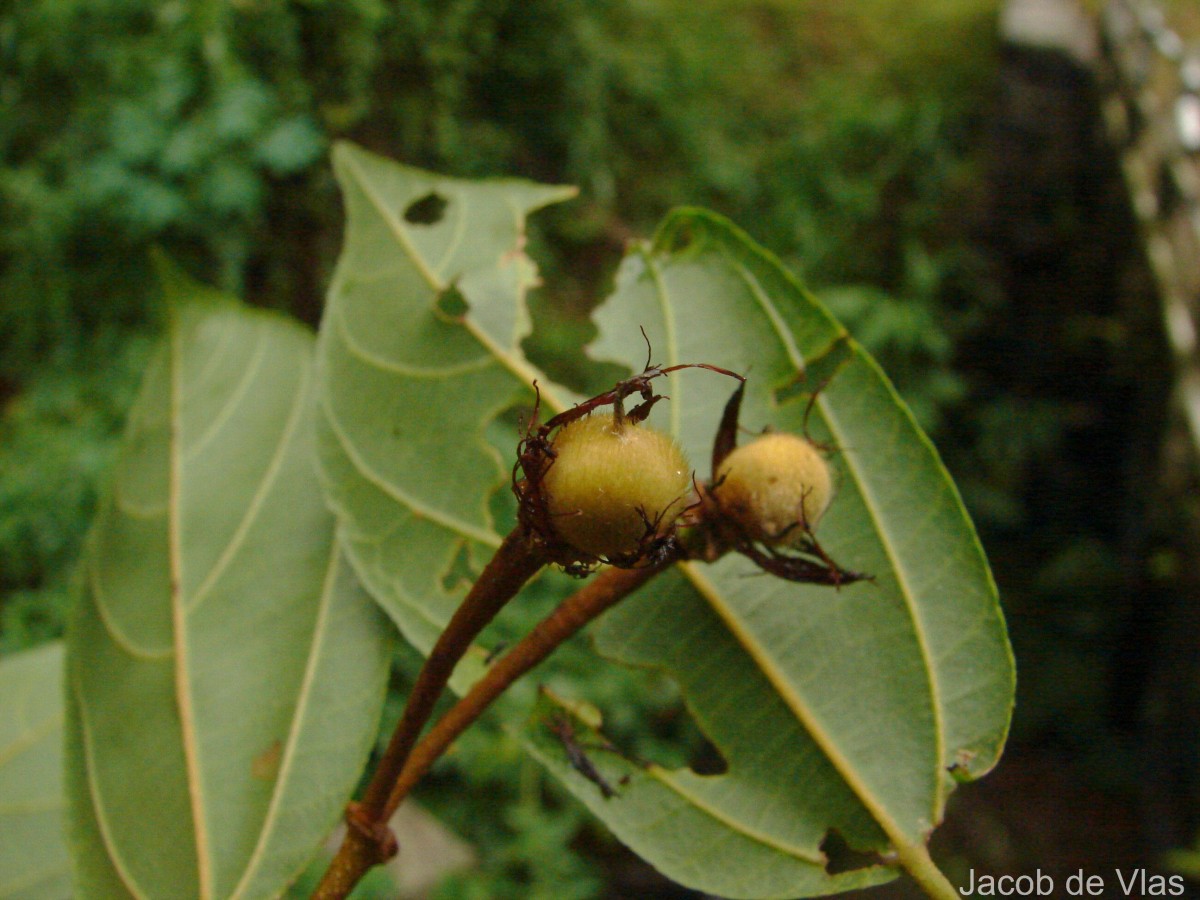 Grewia carpinifolia Juss.